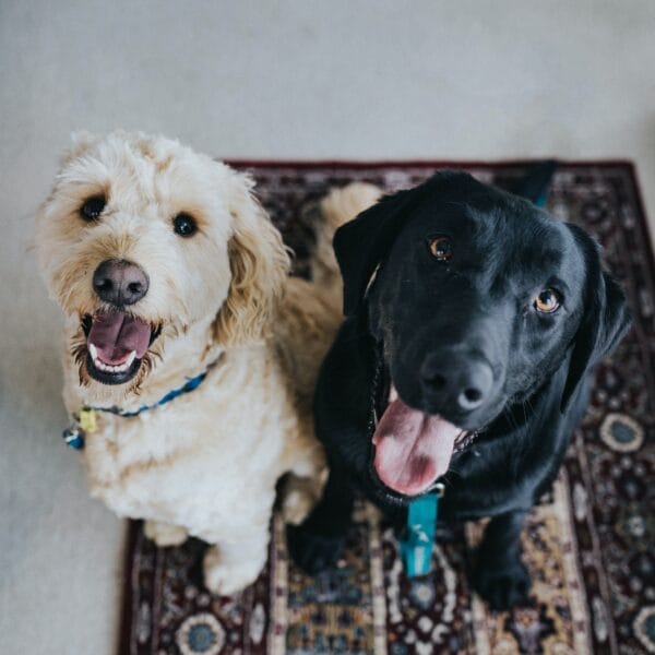 More pet owners searching online for DIY remedies to avoid vet bills
